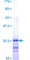 SH3GL2 Protein - 12.5% SDS-PAGE Stained with Coomassie Blue.