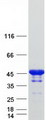 SH3GL2 Protein - Purified recombinant protein SH3GL2 was analyzed by SDS-PAGE gel and Coomassie Blue Staining