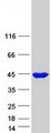 SH3GL3 Protein - Purified recombinant protein SH3GL3 was analyzed by SDS-PAGE gel and Coomassie Blue Staining