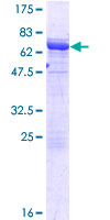SH3GLB2 / Endophilin-B2 Protein - 12.5% SDS-PAGE of human SH3GLB2 stained with Coomassie Blue