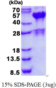 SH3GLB2 / Endophilin-B2 Protein