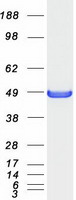 SH3GLB2 / Endophilin-B2 Protein - Purified recombinant protein SH3GLB2 was analyzed by SDS-PAGE gel and Coomassie Blue Staining