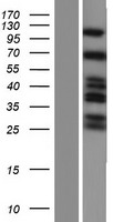 SH3KBP1 / CIN85 Protein - Western validation with an anti-DDK antibody * L: Control HEK293 lysate R: Over-expression lysate