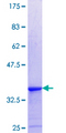 SH3KBP1 / CIN85 Protein - 12.5% SDS-PAGE Stained with Coomassie Blue.