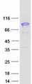 SH3KBP1 / CIN85 Protein - Purified recombinant protein SH3KBP1 was analyzed by SDS-PAGE gel and Coomassie Blue Staining