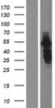 SH3P7 / HIP-55 Protein - Western validation with an anti-DDK antibody * L: Control HEK293 lysate R: Over-expression lysate