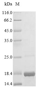 SH3PXD2A / TKS5 Protein - (Tris-Glycine gel) Discontinuous SDS-PAGE (reduced) with 5% enrichment gel and 15% separation gel.