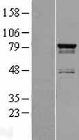 SH3RF2 Protein - Western validation with an anti-DDK antibody * L: Control HEK293 lysate R: Over-expression lysate