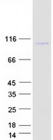 SH3RF3 Protein - Purified recombinant protein SH3RF3 was analyzed by SDS-PAGE gel and Coomassie Blue Staining