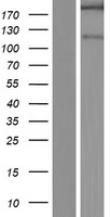 SHANK2 / SHANK Protein - Western validation with an anti-DDK antibody * L: Control HEK293 lysate R: Over-expression lysate