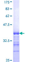 SHANK2 / SHANK Protein - 12.5% SDS-PAGE Stained with Coomassie Blue.
