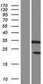 SHBG Protein - Western validation with an anti-DDK antibody * L: Control HEK293 lysate R: Over-expression lysate