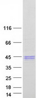 SHBG Protein - Purified recombinant protein SHBG was analyzed by SDS-PAGE gel and Coomassie Blue Staining