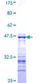 SHC2 / SLI Protein - 12.5% SDS-PAGE Stained with Coomassie Blue.