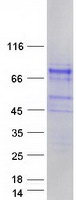 SHC4 Protein - Purified recombinant protein SHC4 was analyzed by SDS-PAGE gel and Coomassie Blue Staining