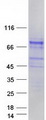 SHC4 Protein - Purified recombinant protein SHC4 was analyzed by SDS-PAGE gel and Coomassie Blue Staining