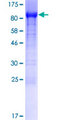 SHCBP1 Protein - 12.5% SDS-PAGE of human SHCBP1 stained with Coomassie Blue