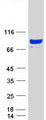 SHCBP1 Protein - Purified recombinant protein SHCBP1 was analyzed by SDS-PAGE gel and Coomassie Blue Staining