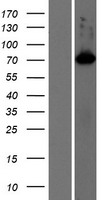 SHCBP1L / C1orf14 Protein - Western validation with an anti-DDK antibody * L: Control HEK293 lysate R: Over-expression lysate