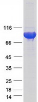 SHCBP1L / C1orf14 Protein - Purified recombinant protein SHCBP1L was analyzed by SDS-PAGE gel and Coomassie Blue Staining