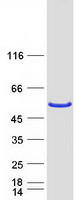 SHD Protein - Purified recombinant protein SHD was analyzed by SDS-PAGE gel and Coomassie Blue Staining
