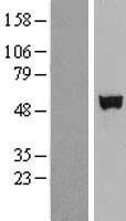 SHE Protein - Western validation with an anti-DDK antibody * L: Control HEK293 lysate R: Over-expression lysate