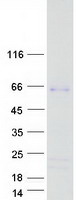 SHE Protein - Purified recombinant protein SHE was analyzed by SDS-PAGE gel and Coomassie Blue Staining