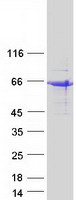SHF Protein - Purified recombinant protein SHF was analyzed by SDS-PAGE gel and Coomassie Blue Staining