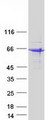 SHF Protein - Purified recombinant protein SHF was analyzed by SDS-PAGE gel and Coomassie Blue Staining