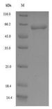 SHFM3 / FBXW4 Protein - (Tris-Glycine gel) Discontinuous SDS-PAGE (reduced) with 5% enrichment gel and 15% separation gel.