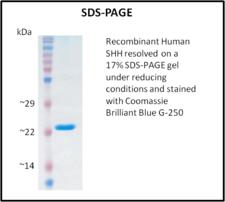 SHH / Sonic Hedgehog Protein