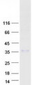 SHH / Sonic Hedgehog Protein - Purified recombinant protein SHH was analyzed by SDS-PAGE gel and Coomassie Blue Staining