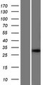 SHISA2 Protein - Western validation with an anti-DDK antibody * L: Control HEK293 lysate R: Over-expression lysate