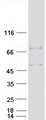 SHISA3 Protein - Purified recombinant protein SHISA3 was analyzed by SDS-PAGE gel and Coomassie Blue Staining