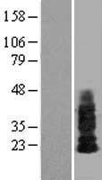 SHISA4 Protein - Western validation with an anti-DDK antibody * L: Control HEK293 lysate R: Over-expression lysate