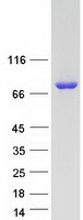SHKBP1 Protein - Purified recombinant protein SHKBP1 was analyzed by SDS-PAGE gel and Coomassie Blue Staining