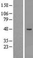 SHMT / SHMT1 Protein - Western validation with an anti-DDK antibody * L: Control HEK293 lysate R: Over-expression lysate