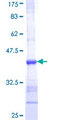 SHMT / SHMT1 Protein - 12.5% SDS-PAGE Stained with Coomassie Blue.
