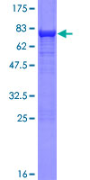 SHMT / SHMT1 Protein - 12.5% SDS-PAGE of human SHMT1 stained with Coomassie Blue