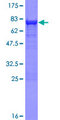SHMT / SHMT1 Protein - 12.5% SDS-PAGE of human SHMT1 stained with Coomassie Blue