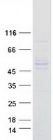 SHMT / SHMT1 Protein - Purified recombinant protein SHMT1 was analyzed by SDS-PAGE gel and Coomassie Blue Staining