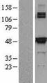SHMT / SHMT2 Protein - Western validation with an anti-DDK antibody * L: Control HEK293 lysate R: Over-expression lysate