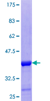 SHMT / SHMT2 Protein - 12.5% SDS-PAGE Stained with Coomassie Blue.