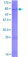 SHMT / SHMT2 Protein - 12.5% SDS-PAGE of human SHMT2 stained with Coomassie Blue