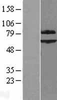 SHOC2 Protein - Western validation with an anti-DDK antibody * L: Control HEK293 lysate R: Over-expression lysate