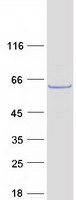 SHOC2 Protein - Purified recombinant protein SHOC2 was analyzed by SDS-PAGE gel and Coomassie Blue Staining