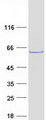 SHOC2 Protein - Purified recombinant protein SHOC2 was analyzed by SDS-PAGE gel and Coomassie Blue Staining