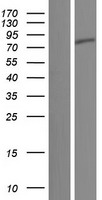 SHOOTIN1 / KIAA1598 Protein - Western validation with an anti-DDK antibody * L: Control HEK293 lysate R: Over-expression lysate