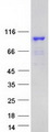 SHOOTIN1 / KIAA1598 Protein - Purified recombinant protein SHTN1 was analyzed by SDS-PAGE gel and Coomassie Blue Staining