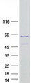 SHOOTIN1 / KIAA1598 Protein - Purified recombinant protein SHTN1 was analyzed by SDS-PAGE gel and Coomassie Blue Staining